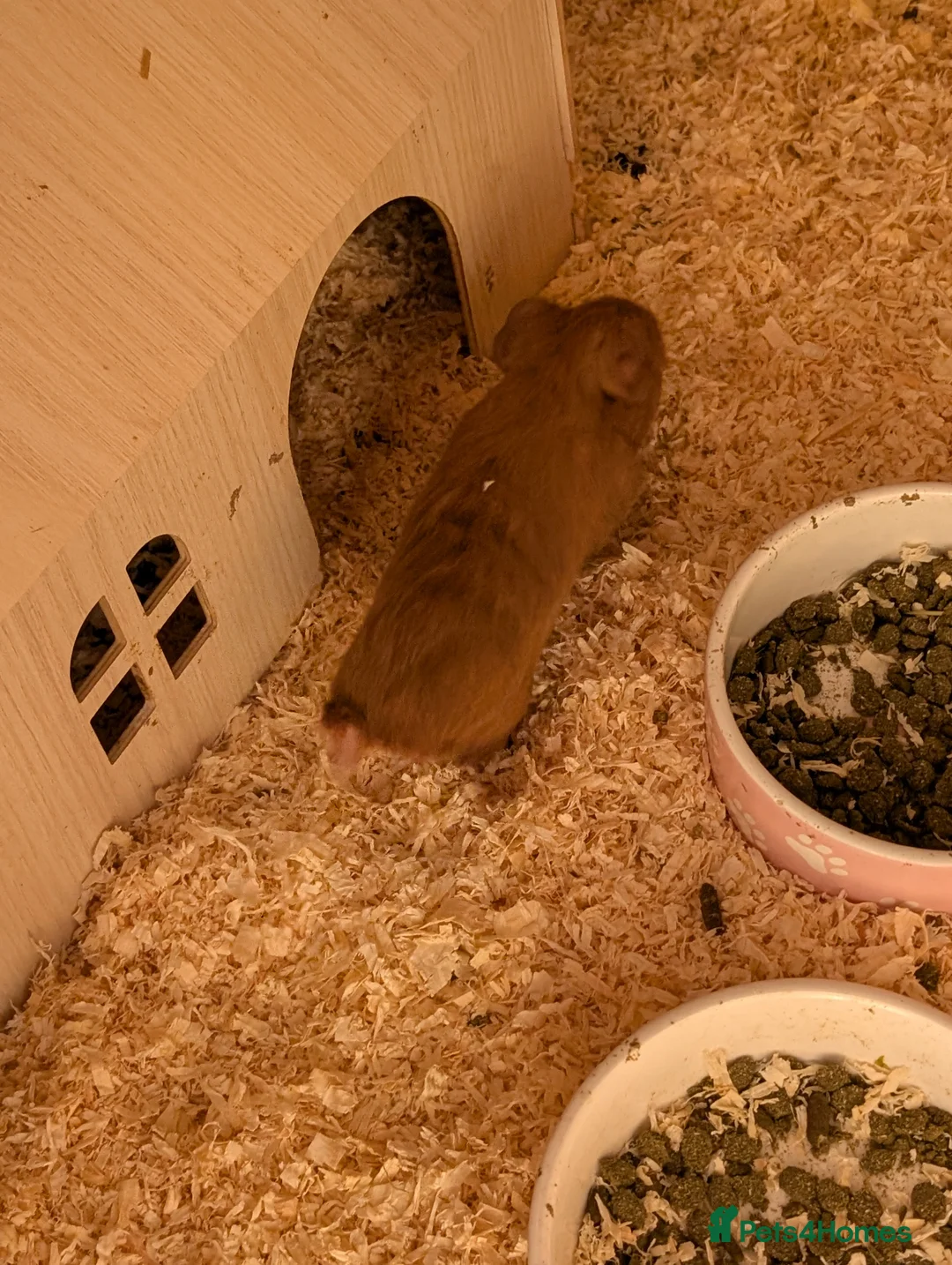 Guinea Pig rodents for sale: Female guinea  - Advert 2