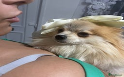 Pomeranian dogs for sale: Beautiful pomeranian girl  - Image 2