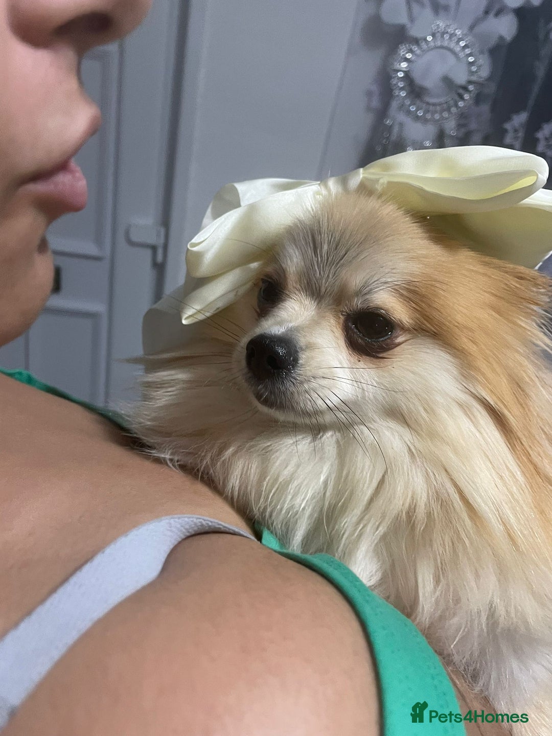 Pomeranian dogs for sale: Beautiful pomeranian girl  - Image 2