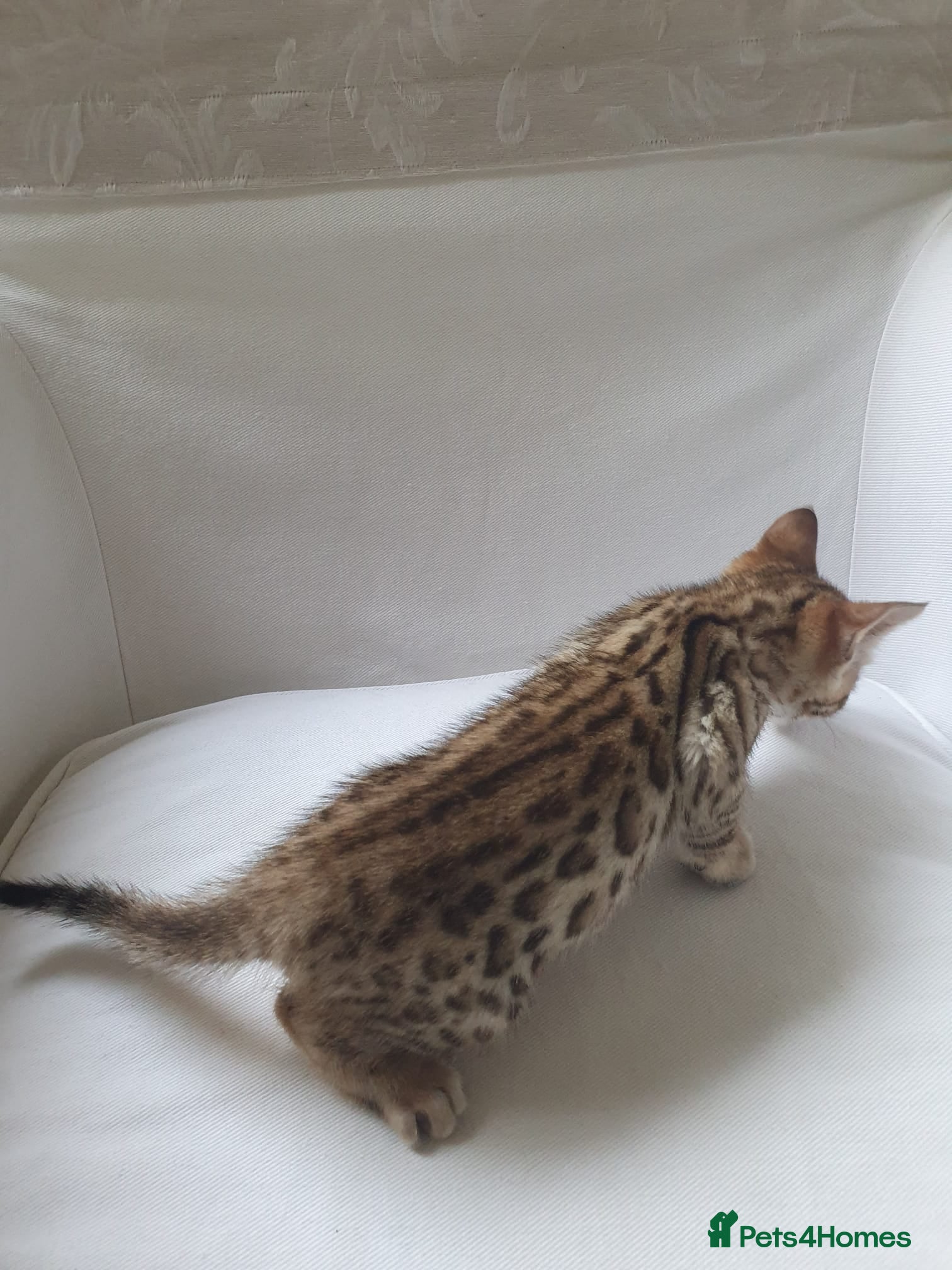 Bengal cats Stunning Bengal kittens for sale - Advert 2