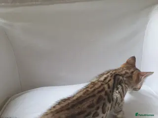 Bengal cats Stunning Bengal kittens for sale - Advert 2