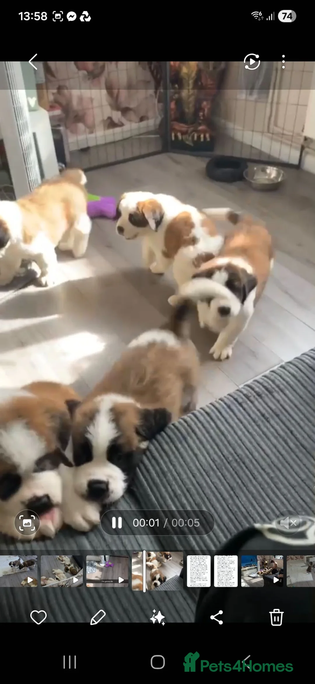 Saint Bernard dogs for sale: Saint Bernard puppies for sale in Leicester - Advert 2