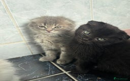 Scottish Fold cats for sale: 5 fluffy Scottish fold kittens  - Image 4