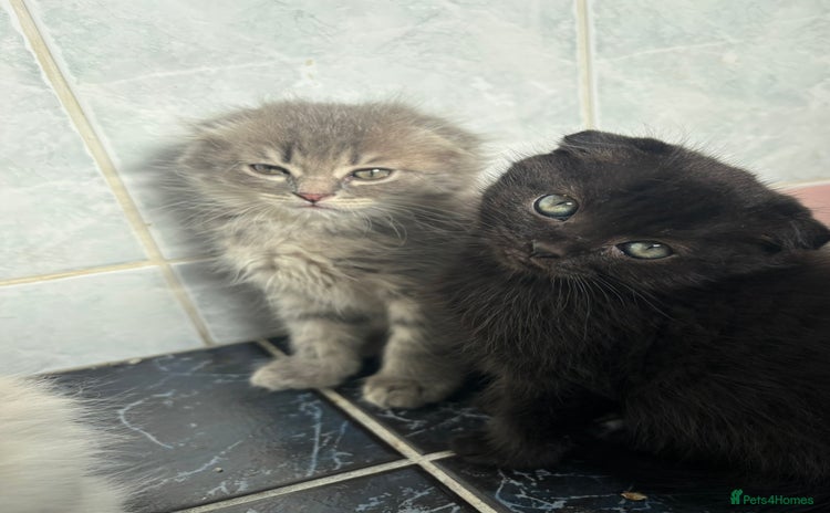 Scottish Fold cats - Advert 13