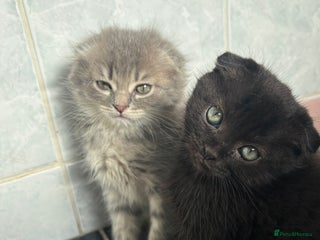 Scottish Fold cats - Advert 29