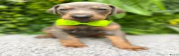 Dobermann dogs for sale: *KC REGISTERED* HEALTH TESTED DOBERMAN PUPPIES* - Advert 25