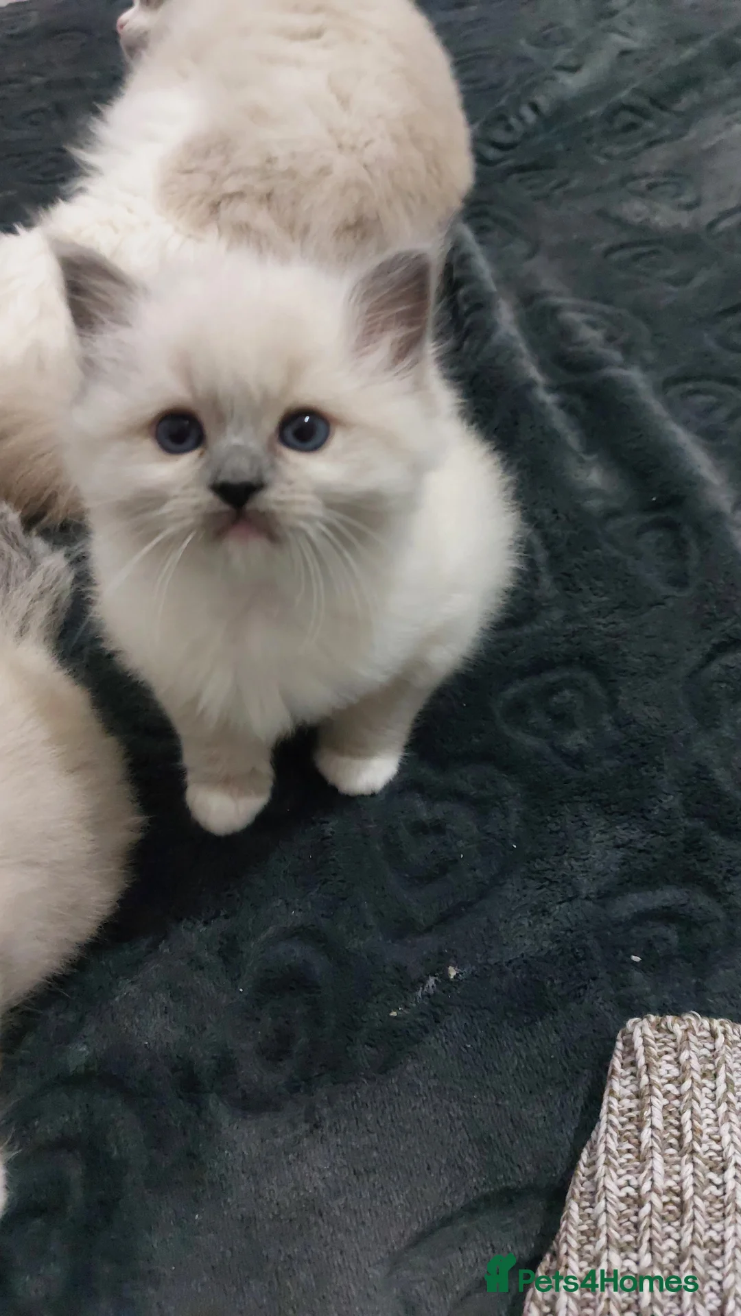 Ragdoll cats for sale: Two gorgeous rag dolls Girl and boy 😺😸 in Leicester - Advert 7