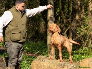 Hungarian Vizsla dogs Champion Bred HWV Puppies - Advert 2