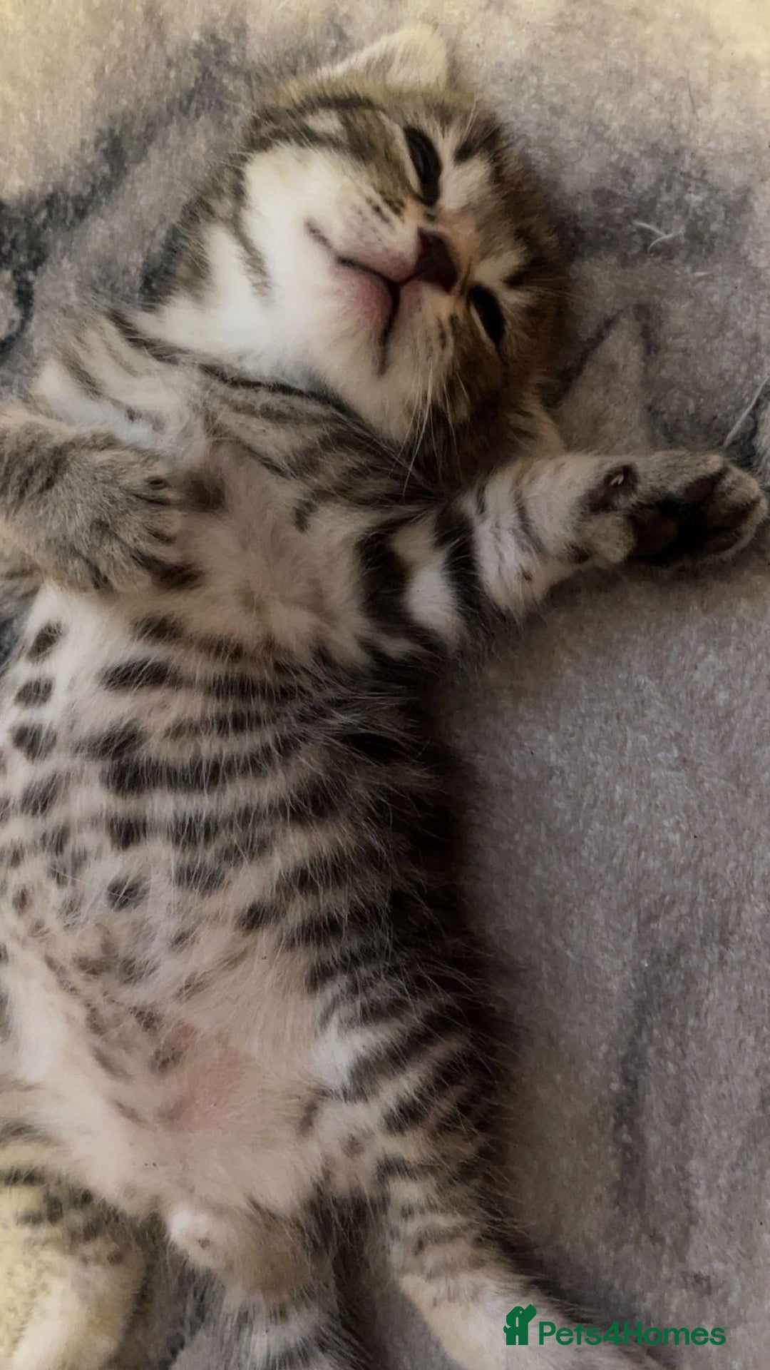 Mixed Breed cats for sale: Bengal cross kittens. 4 left!!! - Image 18