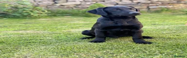 Labrador Retriever 2