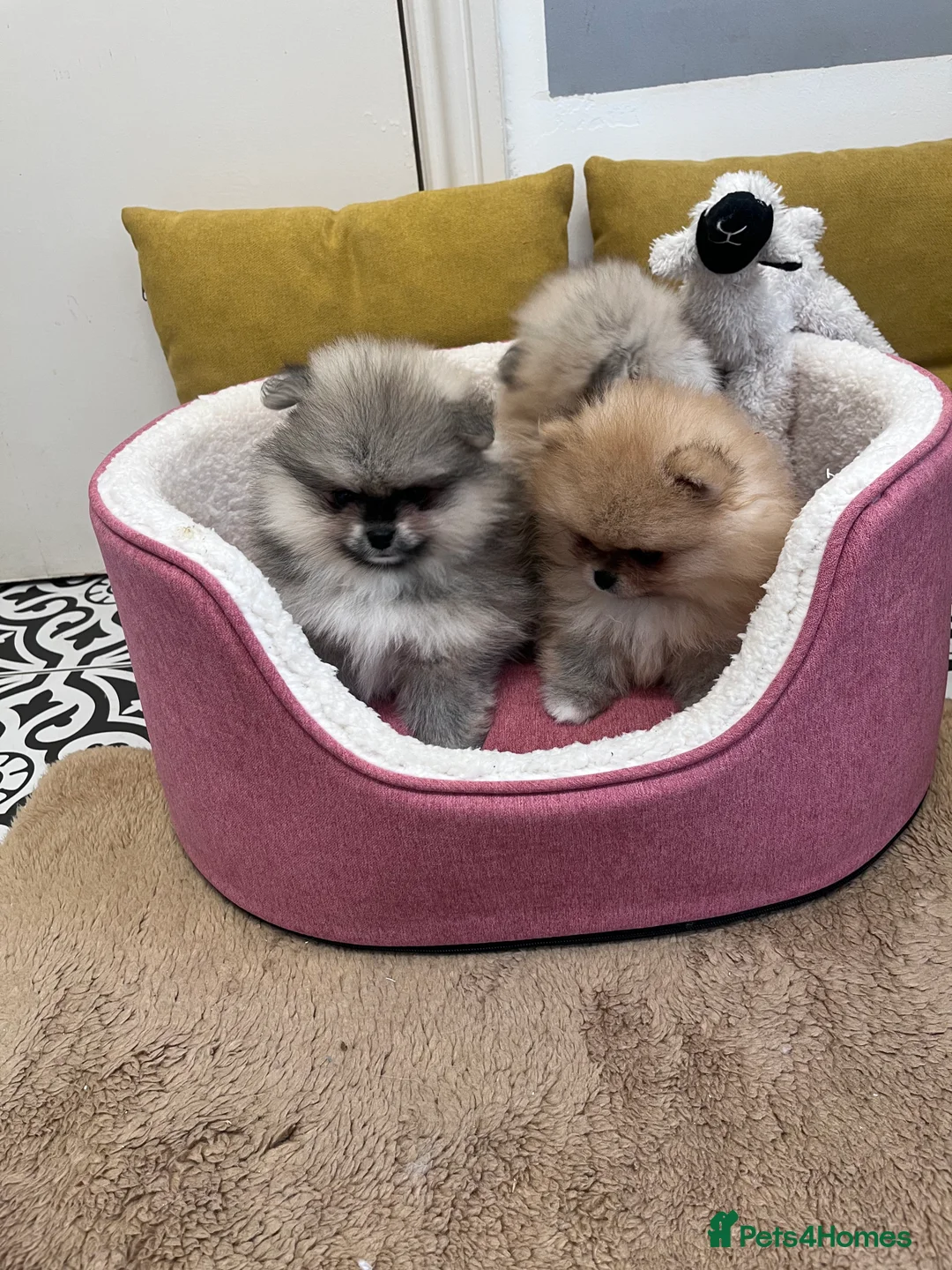 Pomeranian dogs for sale: Top Quality 🐻 Teddy Bears  - Advert 26