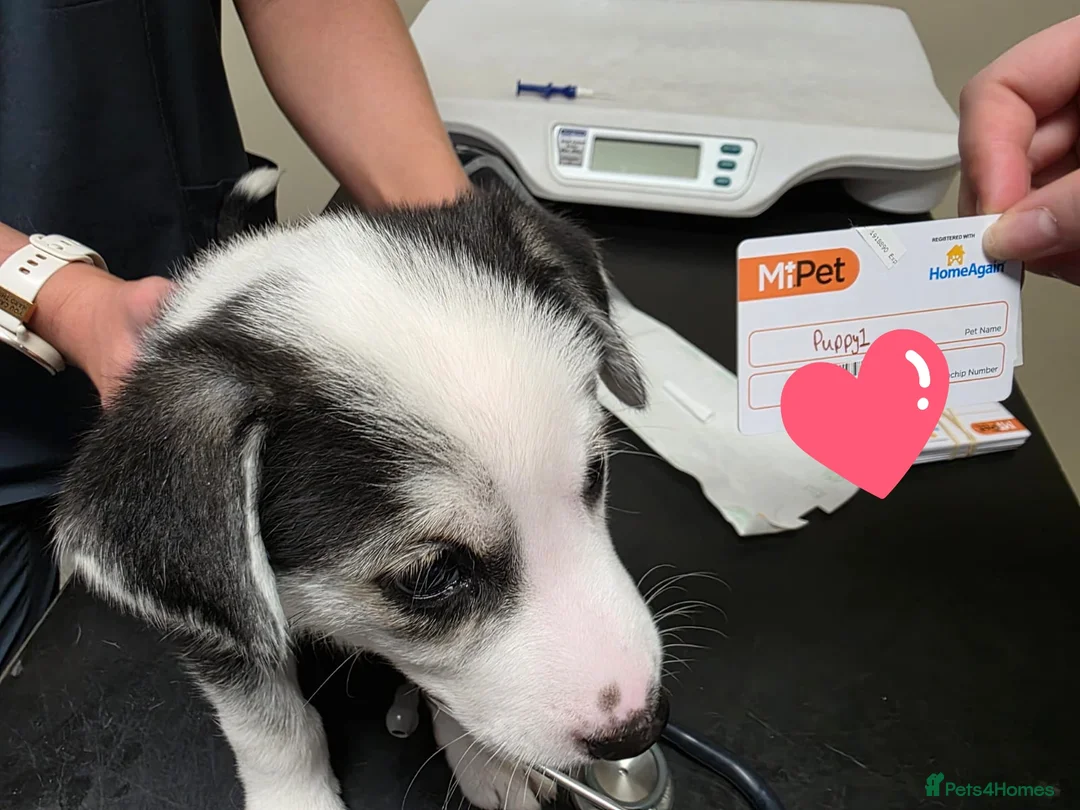 Mixed Breed dogs for sale:  Last puppy looking for his forever home ;)   - Advert 22