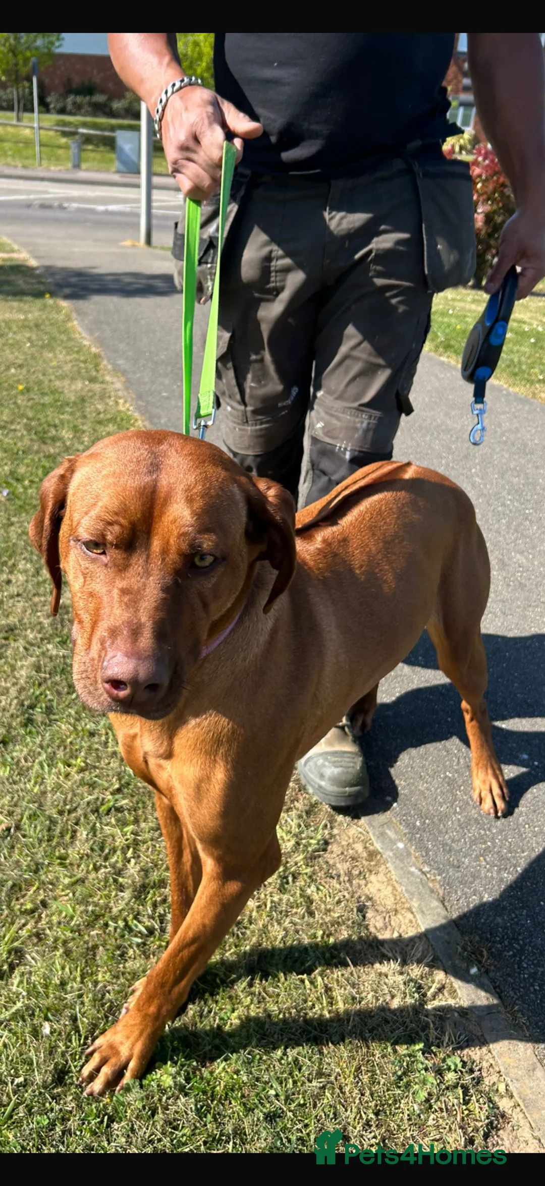 Rhodesian Ridgeback dogs for sale: 5th Gen KCC Livernose Rhodesian Ridgebacks female - Advert 2