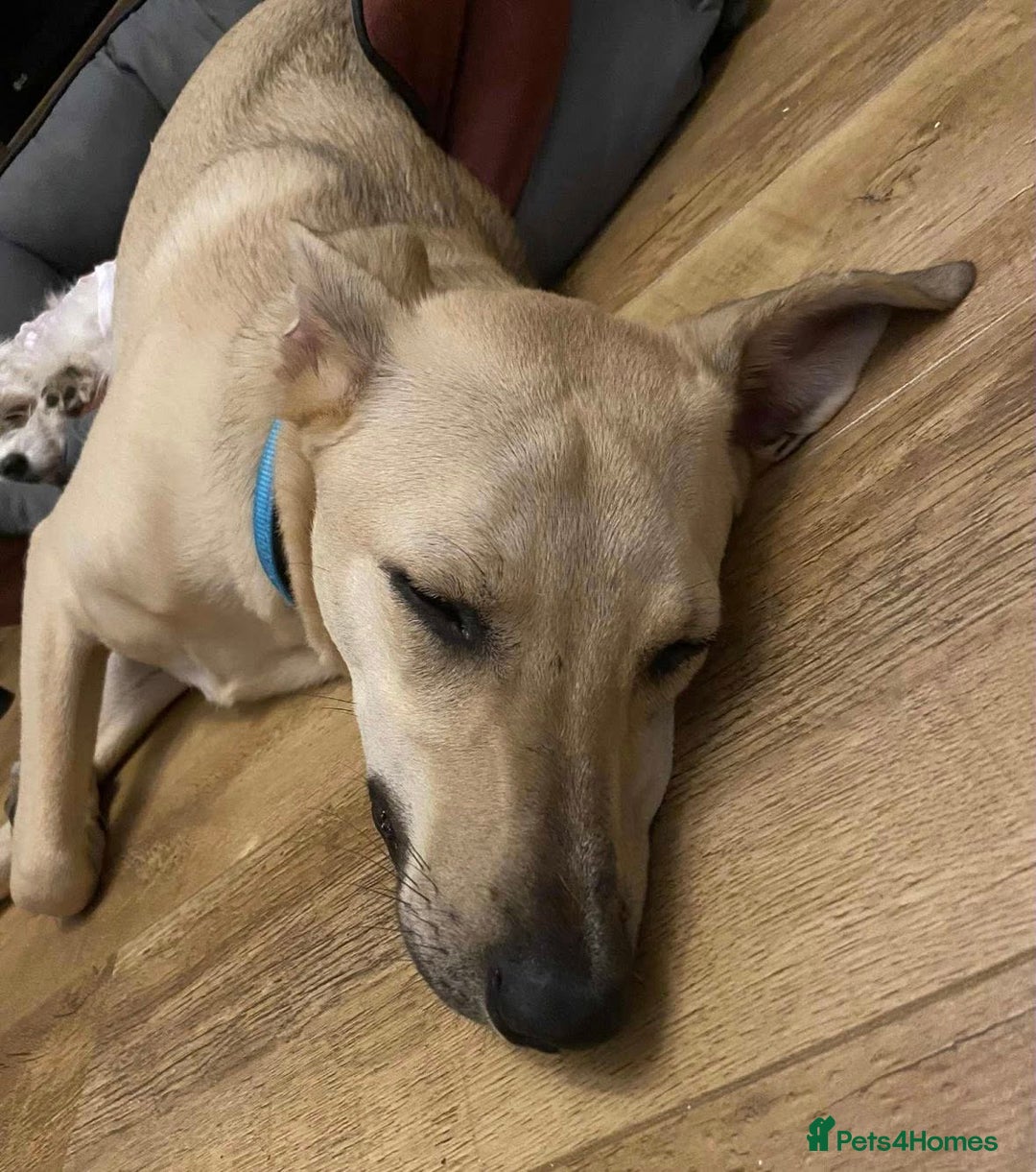 Mixed Breed dogs for adoption: 🐾 Meet Stanley (Eros) 🐾 - Image 3