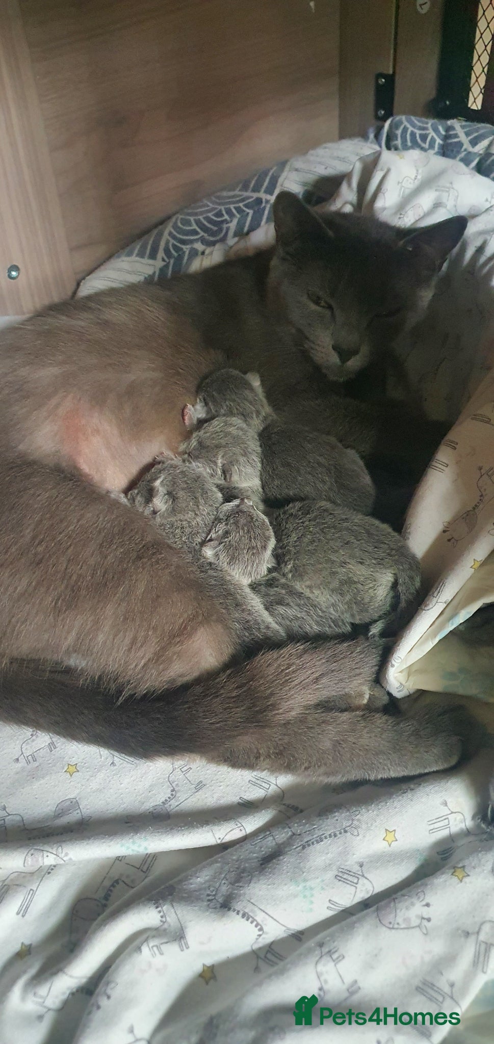 Russian Blue cats 🐾 Beautiful Russian Blue Kittens for Sale 🐾 - Advert 2