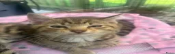Mixed Breed cats for sale: Adorable kittens - Advert 10