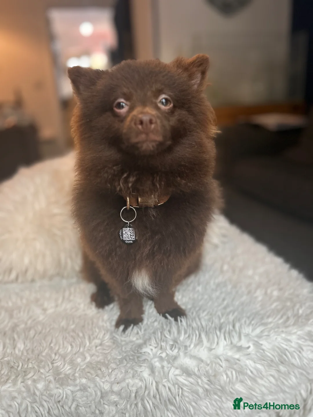Pomeranian dogs for stud: Tropical Pomeranian  - Advert 14