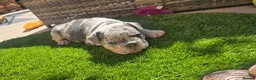 French Bulldog dogs for sale: 🔥 Stunning French Bulldog Puppies 🔥 - Advert 22