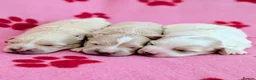 Maltipoo dogs for sale: Toy Maltipoo puppies - DNA health tested parents! - Advert 3
