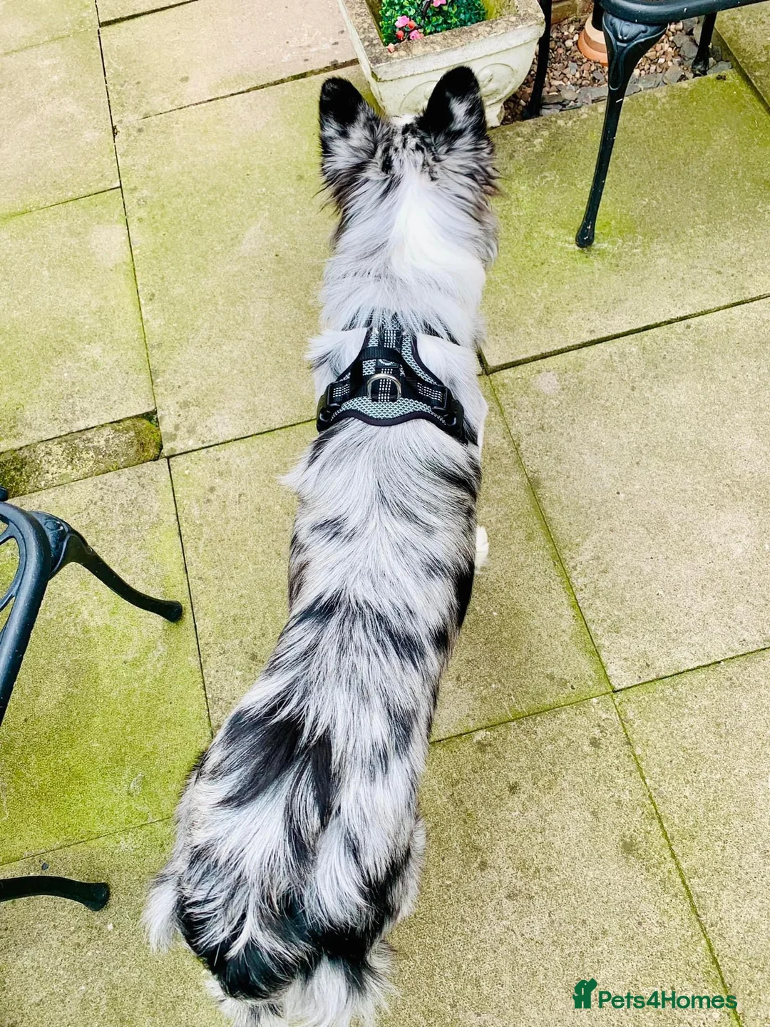 Border Collie dogs for stud: PROVEN! STUD ONLY! Stunning Merle Border Collie. in Coventry - Advert 7