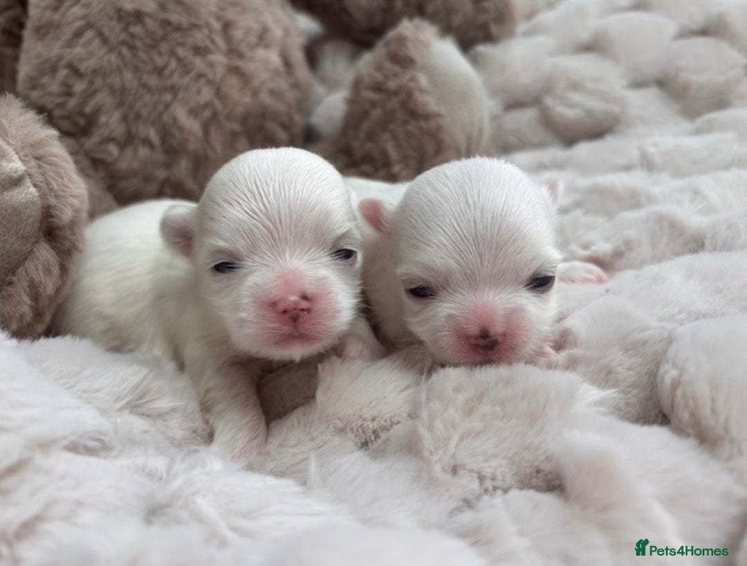 Maltese dogs for sale: Bambelina Full Korean Bloodline Maltese - Advert 9