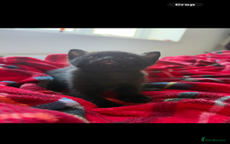 Burmese cats for sale: Burmese X Sisters  - Image 3
