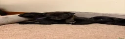 Staffordshire Bull Terrier dogs for sale: KC Reg/DNA Clear Brindle Staffordshire Puppies. - Advert 18