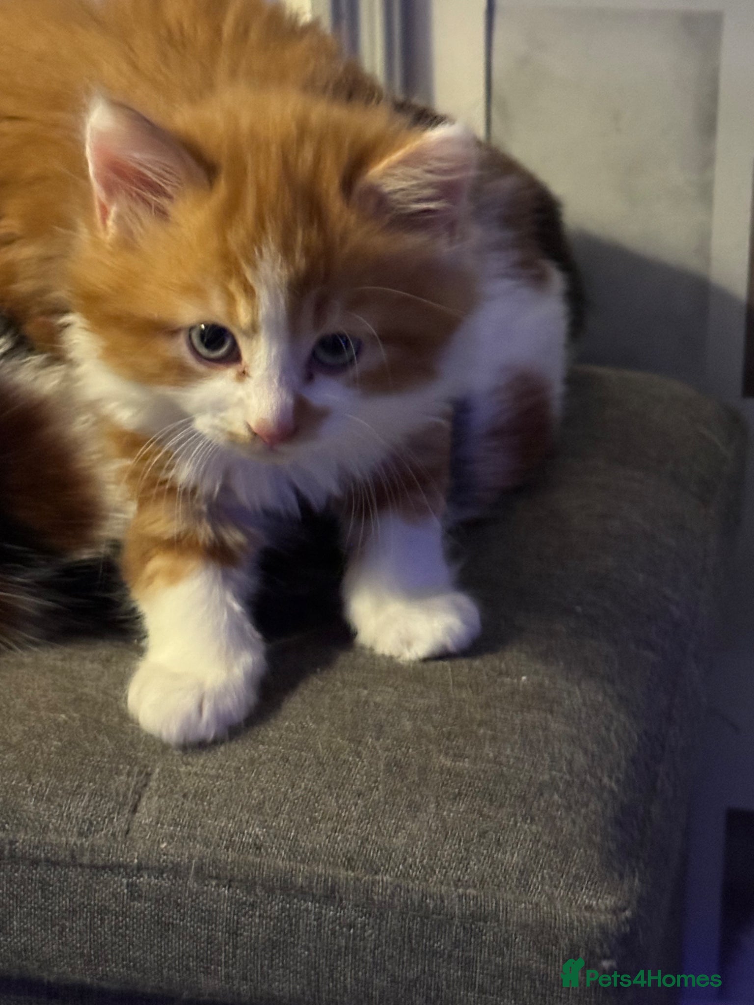 Mixed Breed cats Beautiful ginger and white half Maine coon kitten  - Advert 1