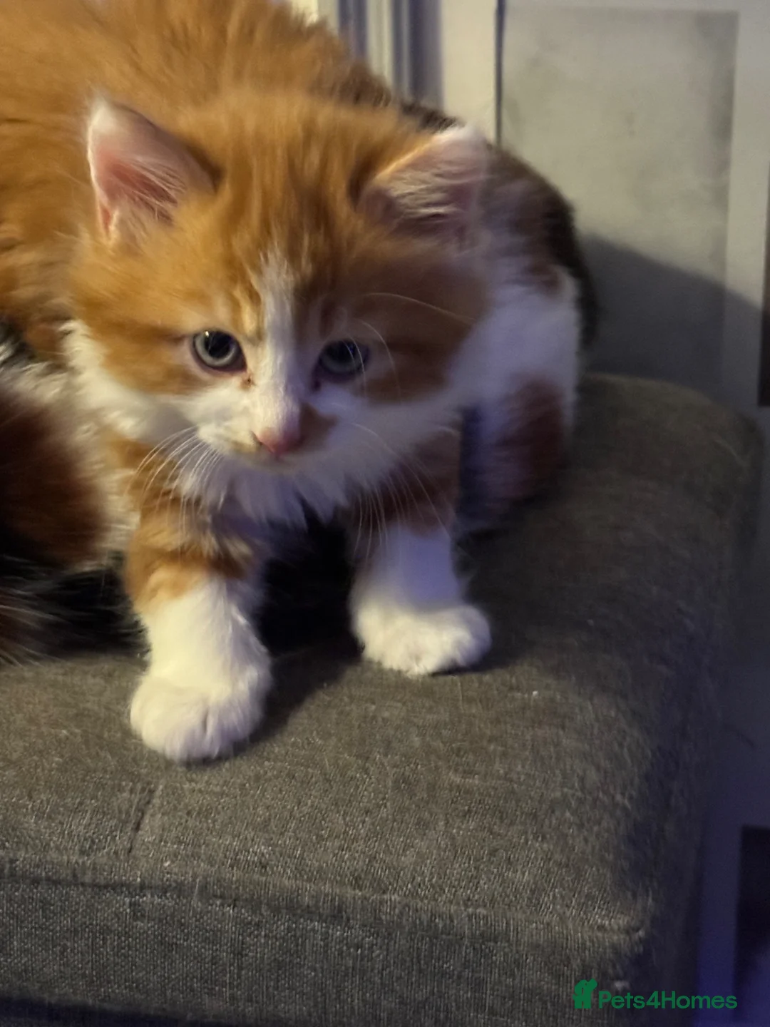 Mixed Breed cats for sale: Beautiful ginger and white half Maine coon kitten  - Advert 2