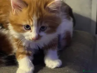 Mixed Breed cats Beautiful ginger and white half Maine coon kitten - Advert 1