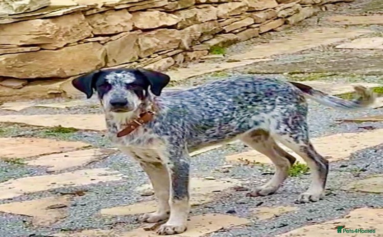 Mixed Breed dogs Rory, 6-7 months approx. Available for adoption. - Advert 6