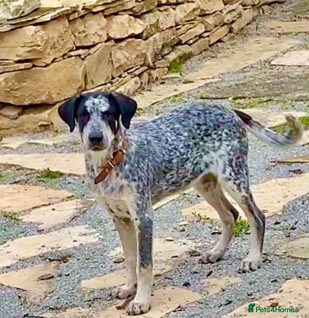 Mixed Breed dogs for adoption: Rory, 6-7 months approx. Available for adoption. - Advert 1