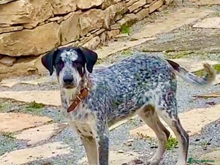 Mixed Breed dogs Rory, 6-7 months approx. Available for adoption. - Advert 4