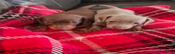 Miniature Dachshund dogs for sale: 1 beautiful kc puppy left ready 25/12/25 - Advert 12
