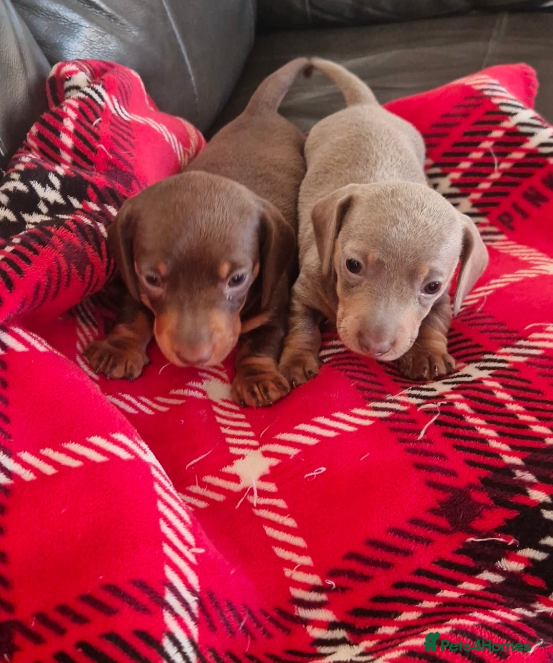Miniature Dachshund dogs for sale: 1 beautiful kc puppy left ready 25/12/25 - Advert 12