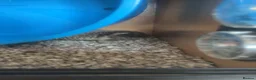 Pygmy Hedgehog rodents for sale: Pygmy hedgehog needs urgent rehoming  - Advert 2