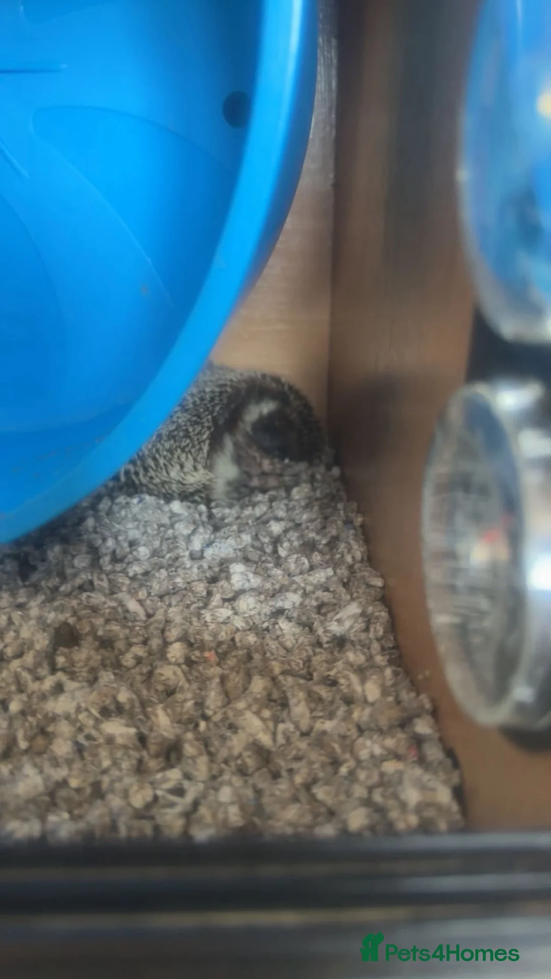 Pygmy Hedgehog rodents for sale: Pygmy hedgehog needs urgent rehoming  - Advert 2