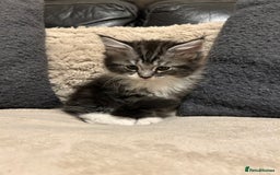 Maine Coon cats for sale: Maine Coon - Image 9