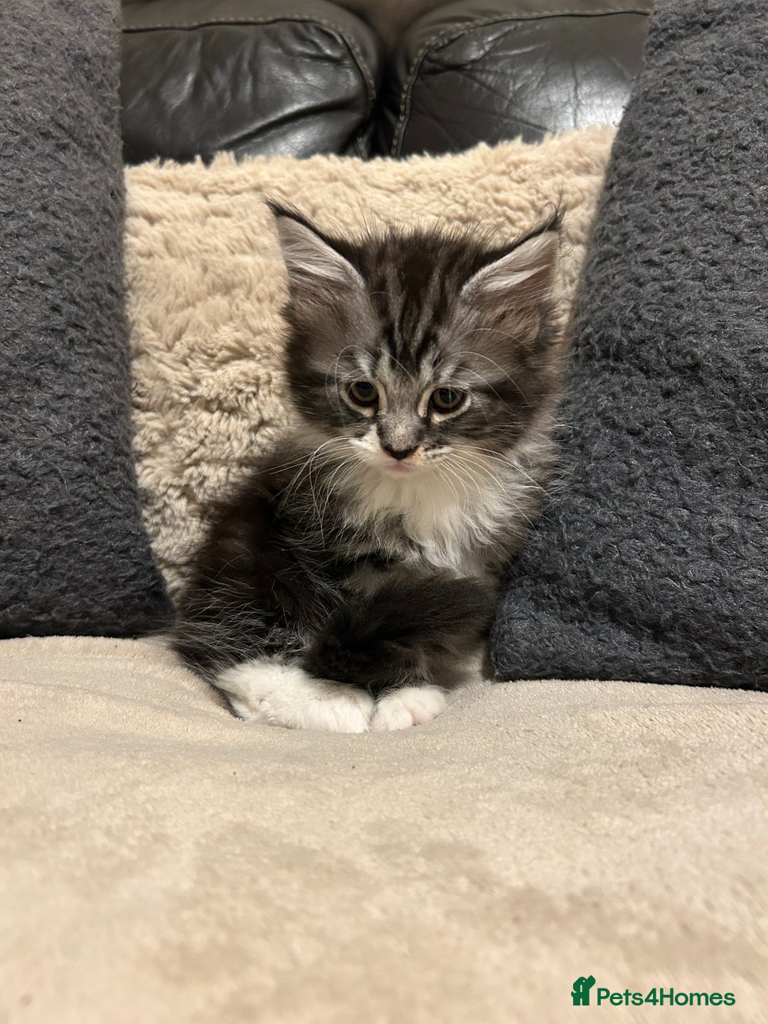 Maine Coon cats for sale: Maine Coon - Image 9