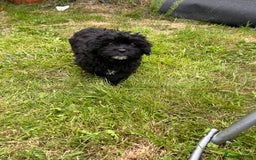 Mixed Breed dogs for sale: Malshipoo - Image 6
