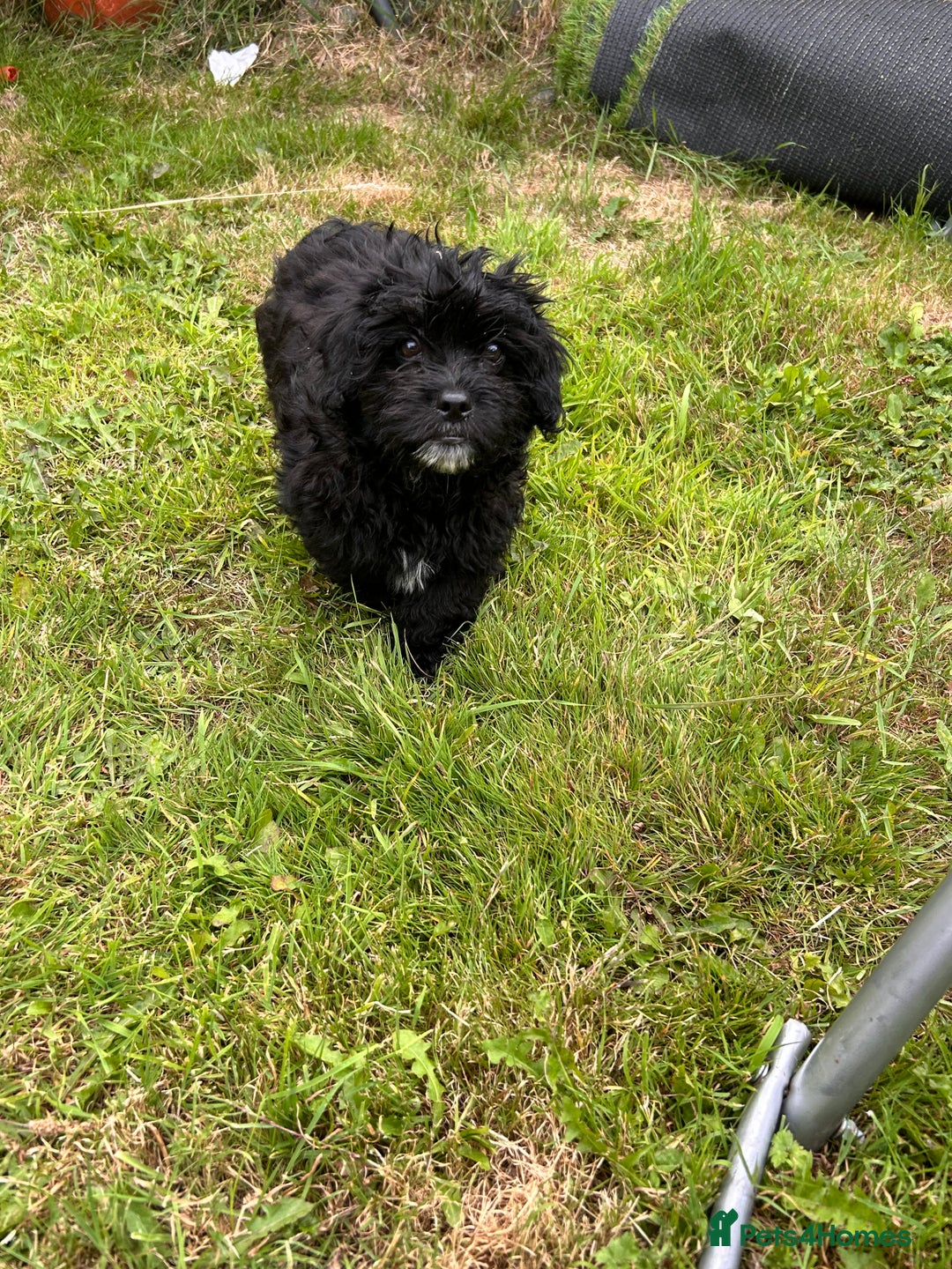 Mixed Breed dogs for sale: Malshipoo - Image 6