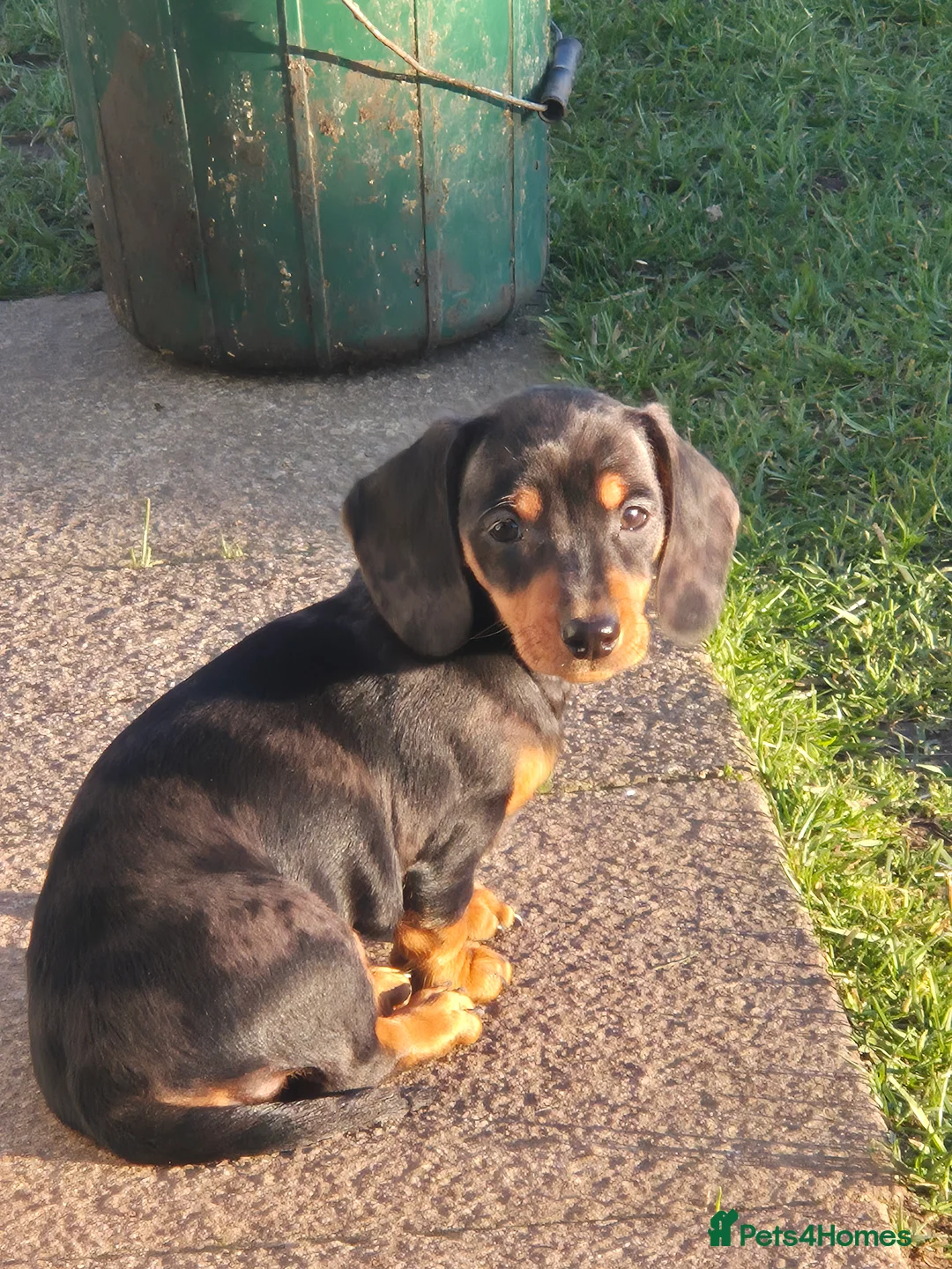 Miniature Dachshund dogs for sale: Miniature Dachshund puppies  - Advert 2