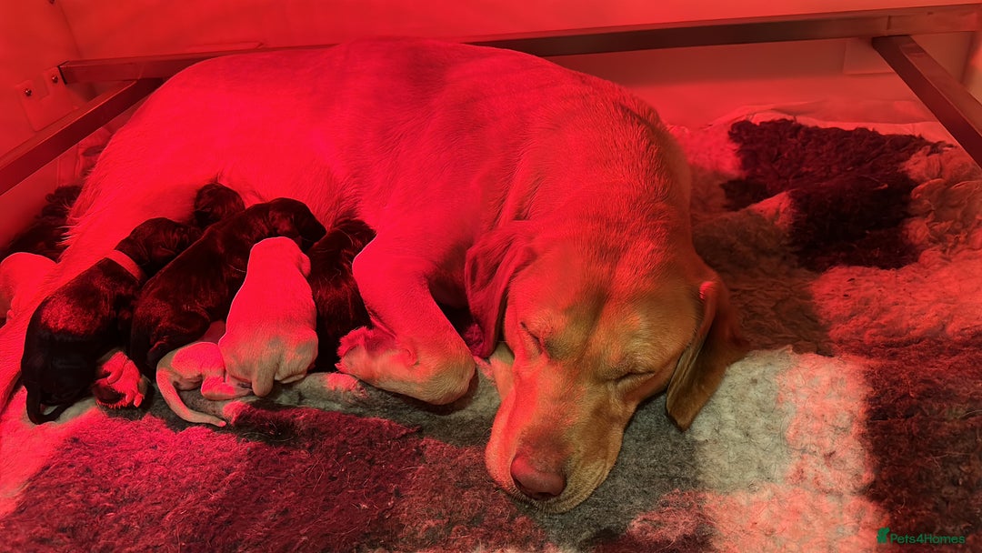 Labrador Retriever dogs for sale: Working Labrador pups with health tested parents - Image 2