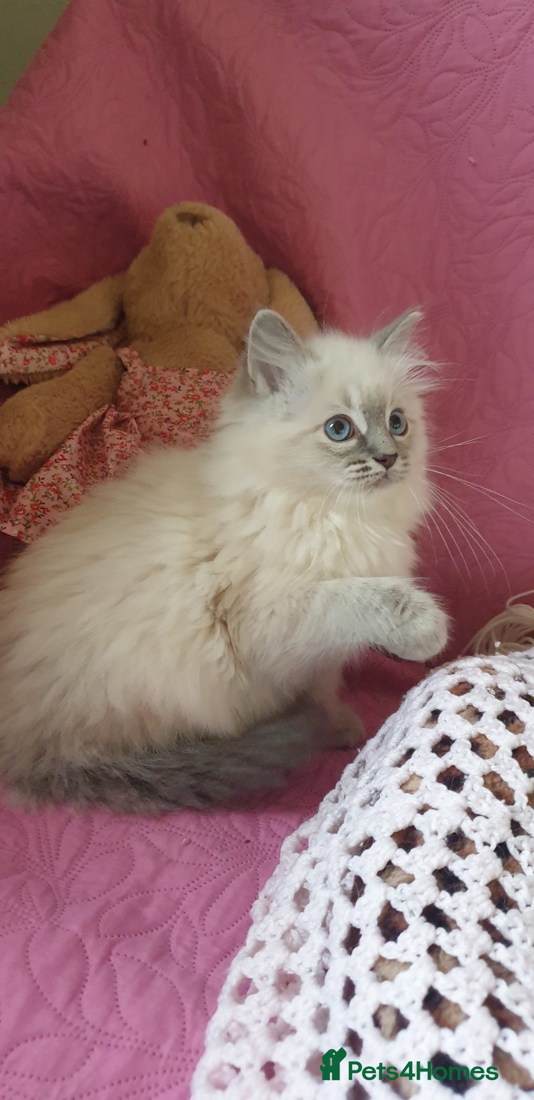 Ragdoll cats for sale: 💗Stunning GCCF registered Ragdoll Kittens. - Advert 23