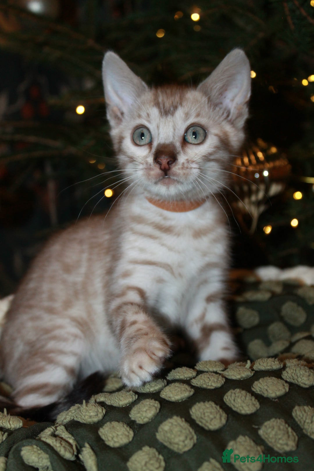 Bengal cats for sale: Last snow boy READY NOW  - Advert 6