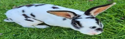 Mini Lop rabbits for sale: Bonded pair with hutch etc  in Nottingham - Advert 2