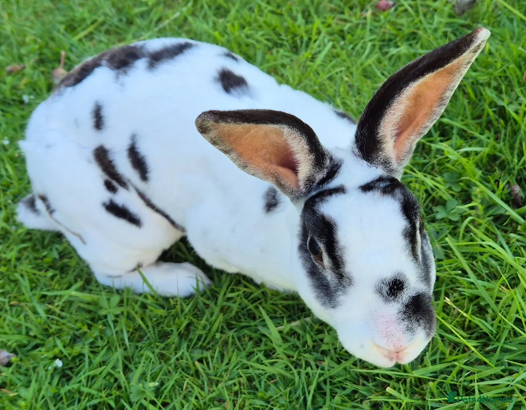 Mini Lop rabbits for sale: Bonded pair with hutch etc  in Nottingham - Advert 2