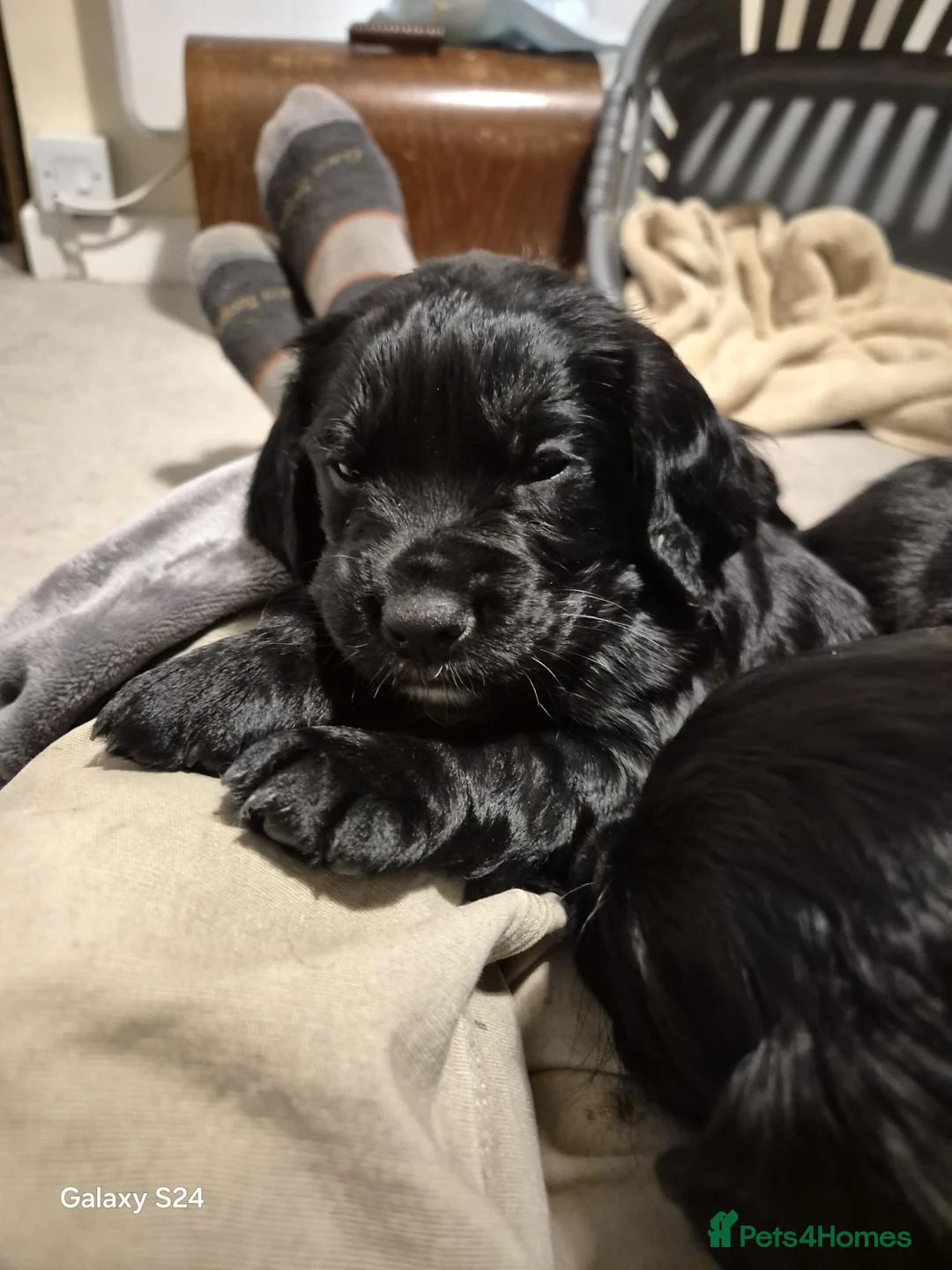 Cocker Spaniel dogs for sale: Working cocker spaniels - Advert 17