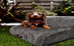 Miniature Dachshund dogs for sale: 💗 READY TO LEAVE - K.C MINIATURE DACHSHUND 💗 - Image 7