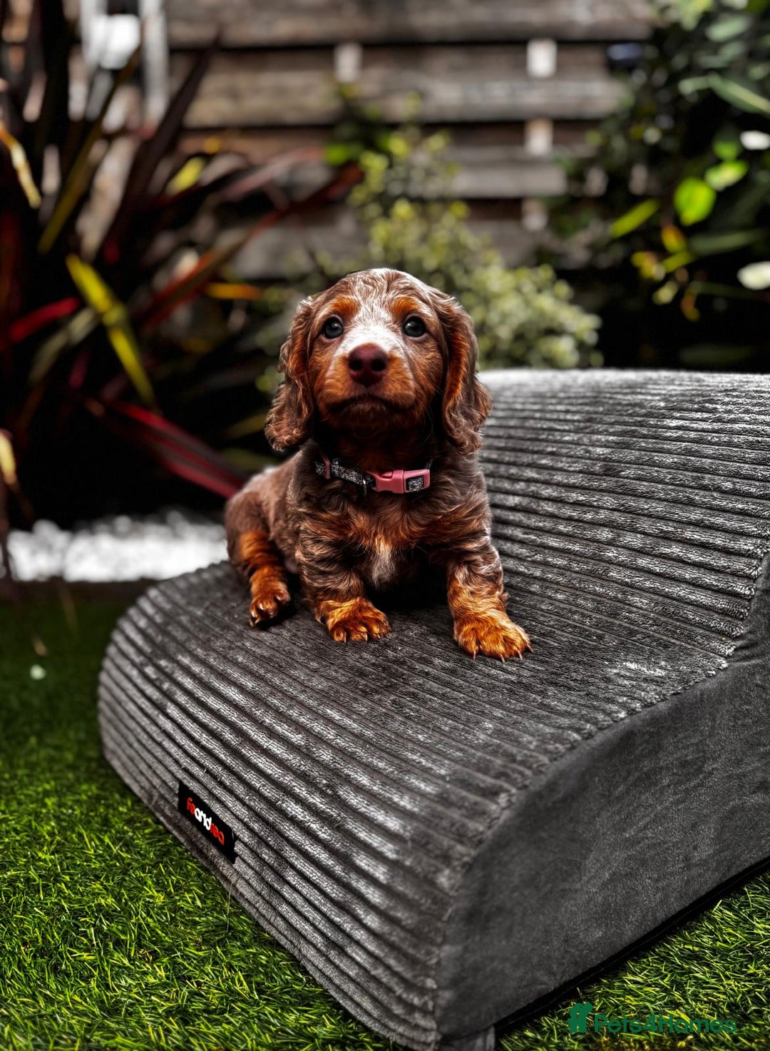 Miniature Dachshund dogs for sale: 💗 READY TO LEAVE - K.C MINIATURE DACHSHUND 💗 - Image 7